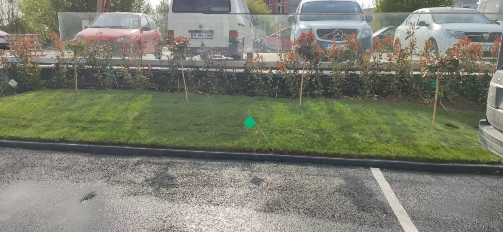 Gazon, Photinia și trandafiri pe tijă, amenajare cu panouri de sticlă transparentă