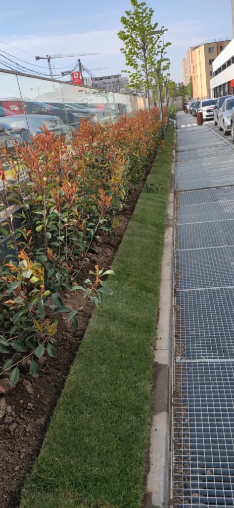 Gard viu Photinia și gazon rulou lângă alee, proiect Verdara