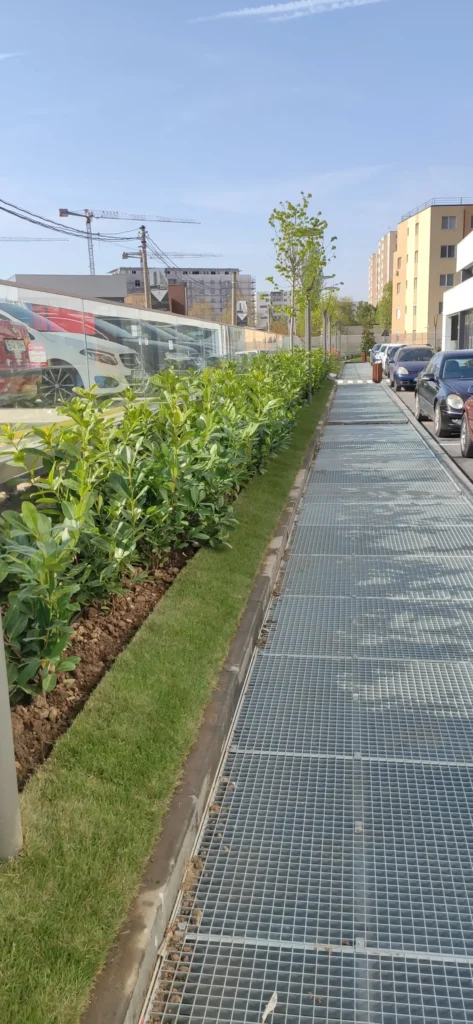 Gazon rulou instalat de Verdara în aliniament îngust si Prunul Laurocerasus