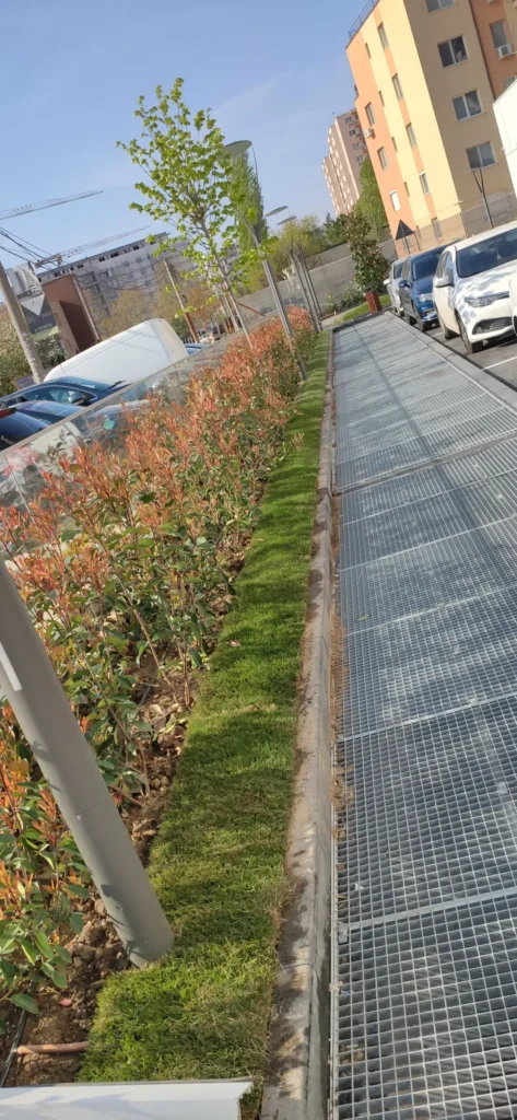 Gard viu Photinia și gazon lângă parcare, amenajare finală Verdara