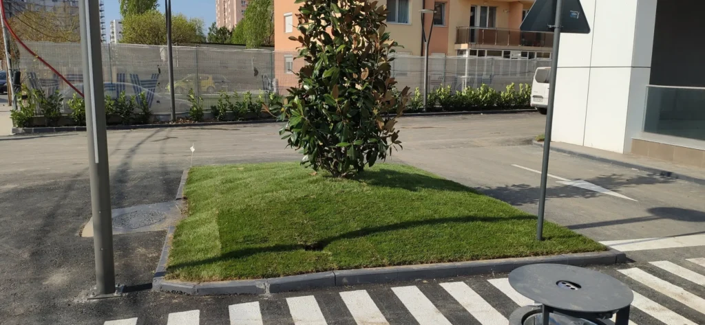 Magnolia Grandiflora în spațiu verde amenajat lângă trecere pietoni, Verdara
