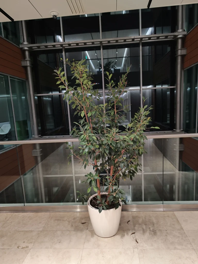 Ficus de interior cu creștere liberă, menținut sănătos și curat.