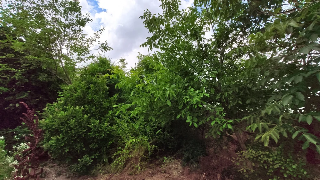 Grădină cu vegetație bogată, dar neîngrijită, înainte de lucrările de defrișare și reamenajare Verdara.