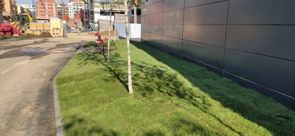 Vedere finală Mesteceni și gazon instalat de Verdara