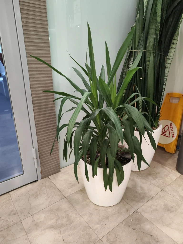 Combinație de plante de interior (Yucca, Sansevieria) pentru decorarea holurilor de birou