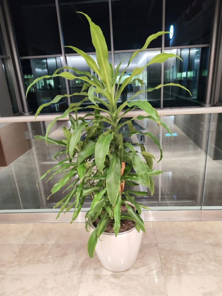 Dracaena Fragrans de interior, bine dezvoltată, în ghiveci decorativ, menținută sănătoasă prin serviciile Verdara Solutions.