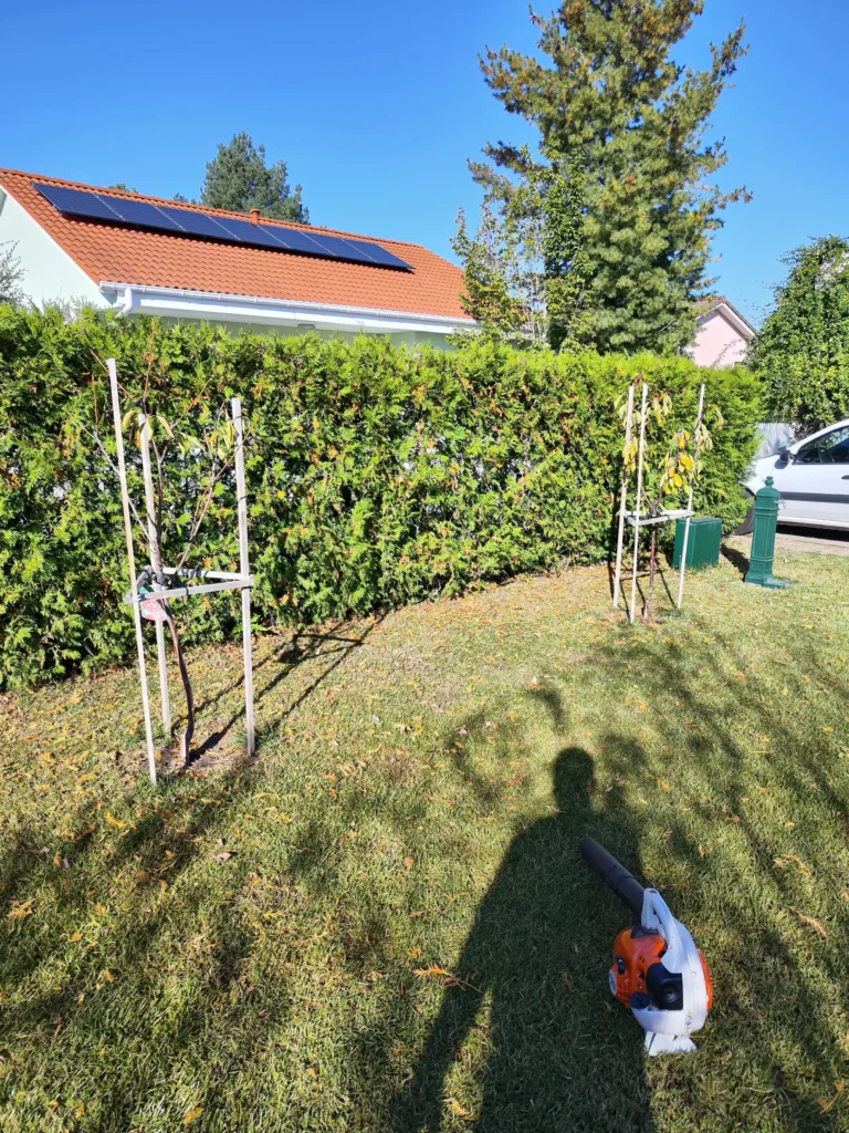 Gard viu de thuja brabant în proces de igienizare