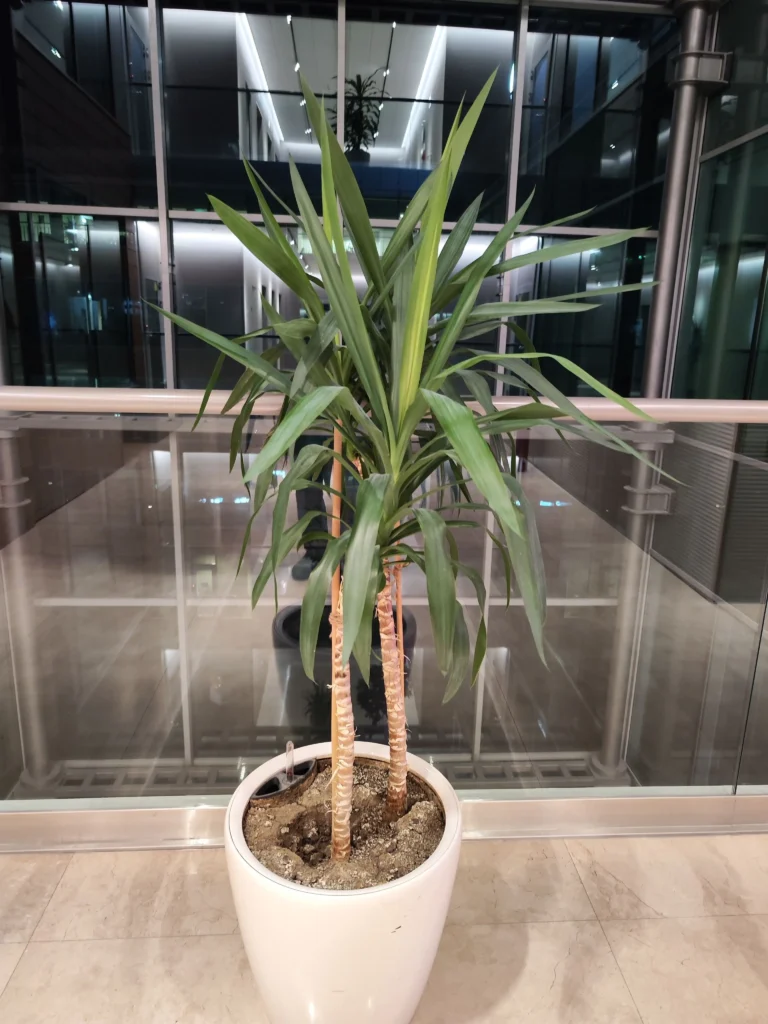 Yucca de interior în ghiveci alb, parte a decorului unei clădiri de birouri moderne, întreținută de Verdara Solutions.