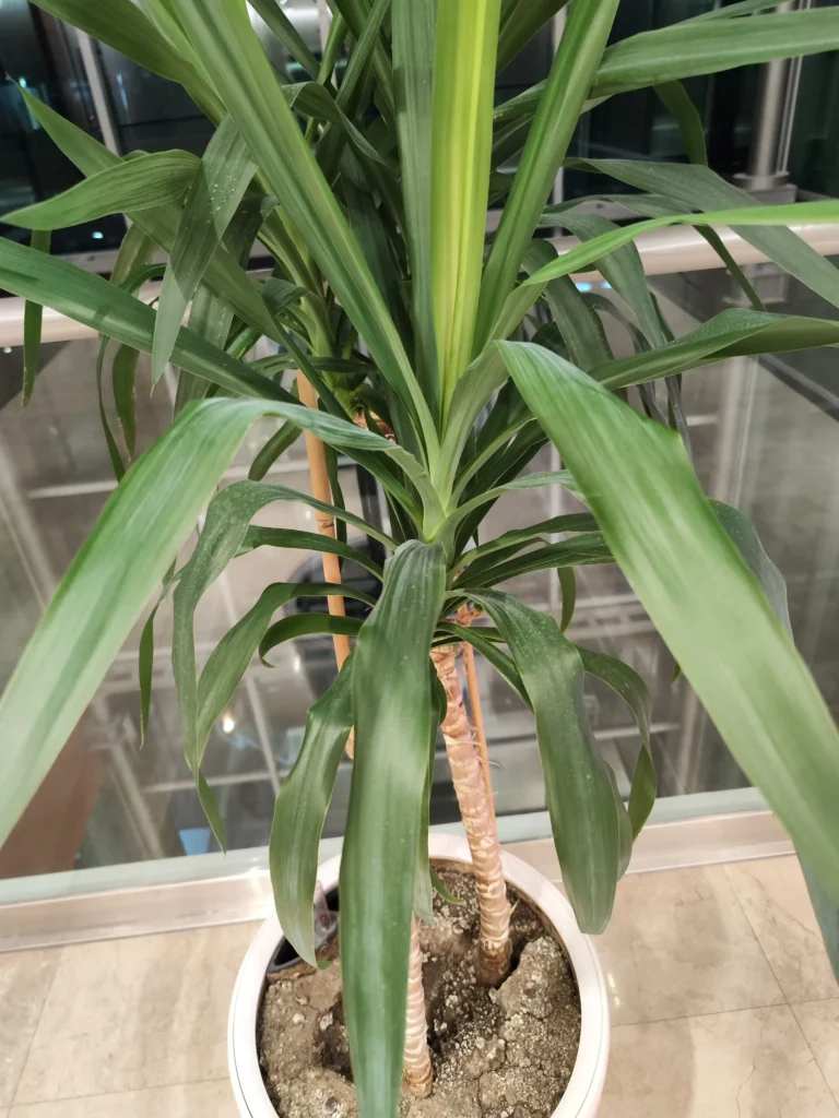 Coroana unei plante Yucca de interior bine îngrijită.