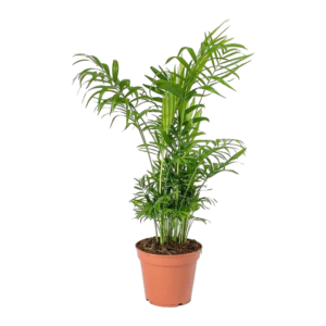 Chamaedorea elegans