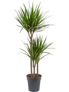Dracaena marginata în ghiveci
