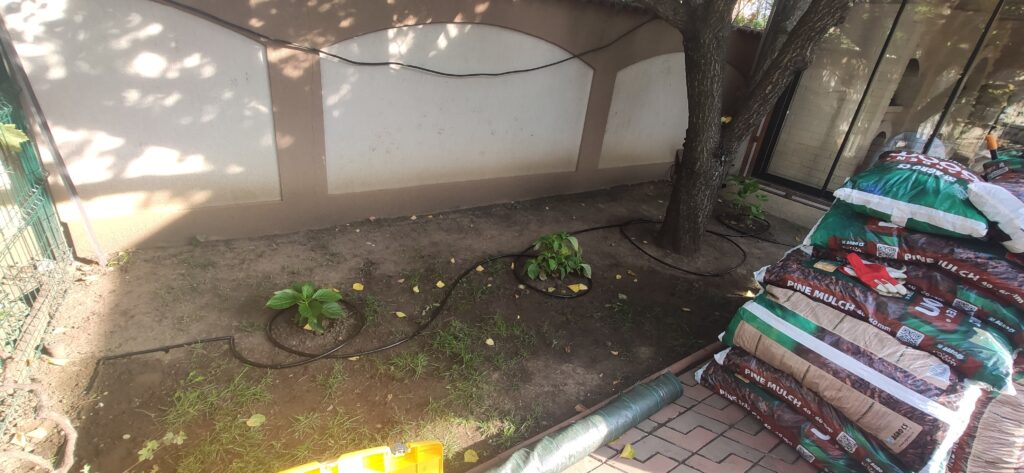 Plantare hortensii și testare irigație prin picurare - Etapă amenajare grădină Verdara.