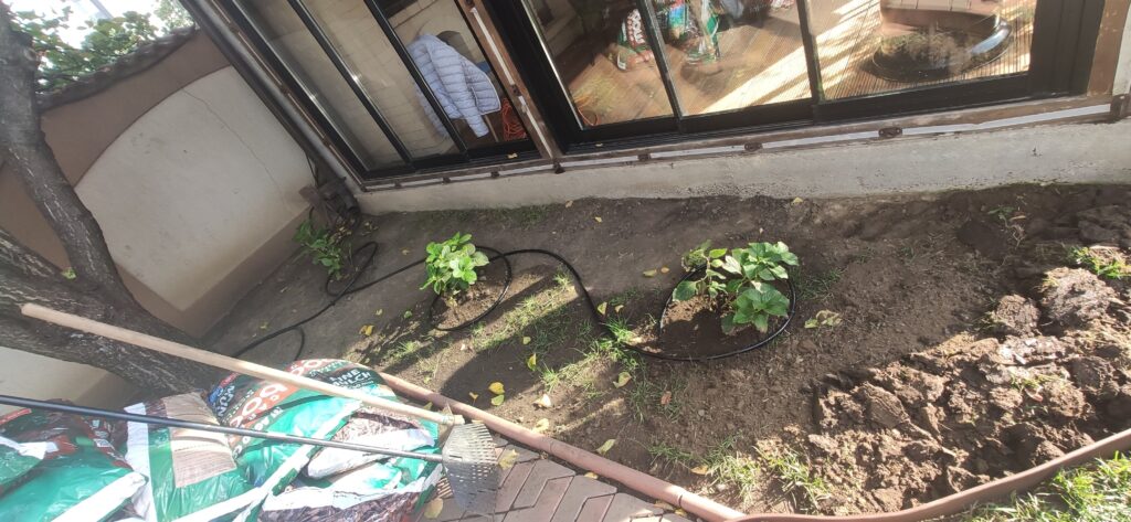 Trei Hortensii plantate cu sistem de irigare prin picurare vizibil - Etapă amenajare grădină Verdara.