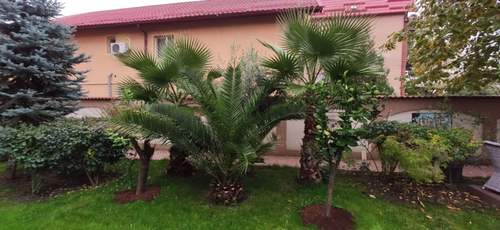 Plante exotice (phoenix, washingtonia lămâi înainte de pregatirea pentru iarna