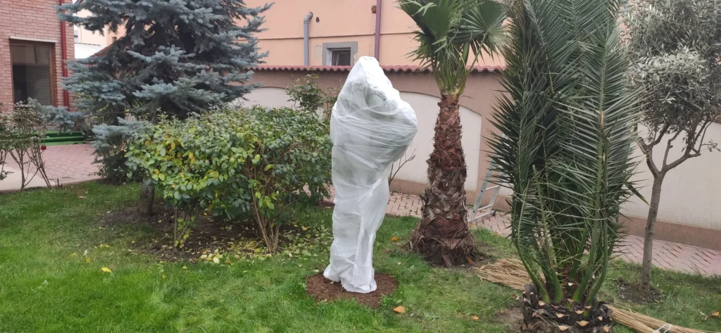 Palmier Washingtonia Fenix un lămâi în curs de pregătire pentru iarnă