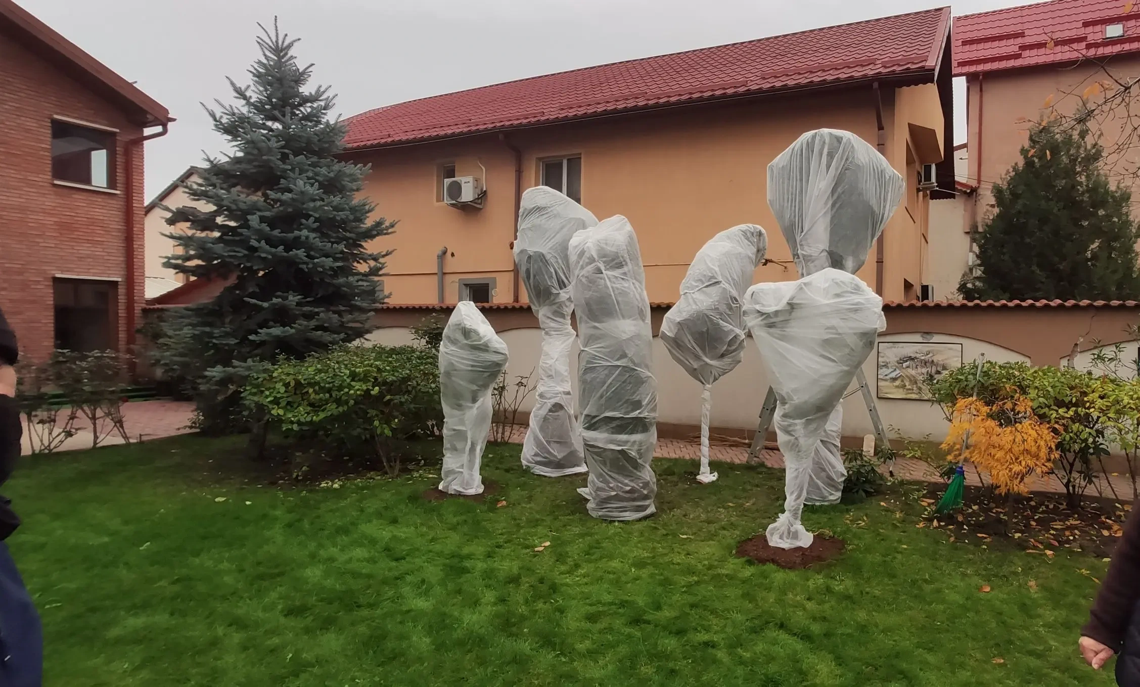 Pregătirea specializată sigură pentru iarnă a plantelor exotice cu agrotextil si stuf