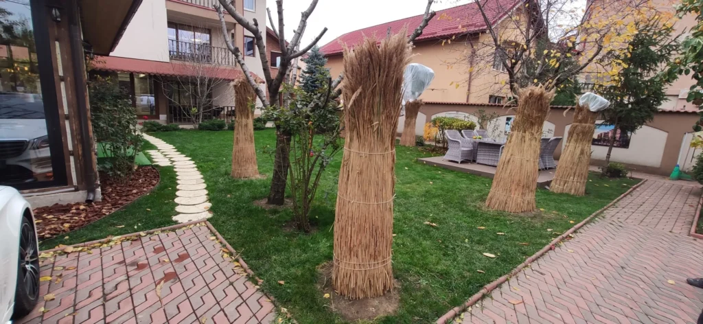 Vedere generală a grădinii cu plante învelite în stuf și agrotextil
