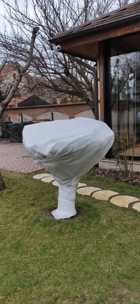 Cicas acoperit cu material agrotextil alb pentru protecție la îngheț.