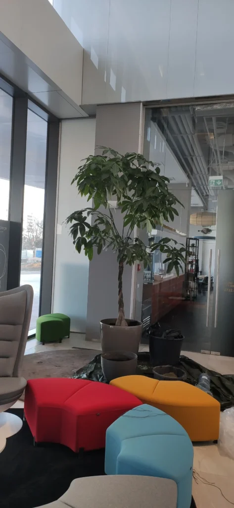 Arbore Pachira Aquatica în ghiveci inteligent Lechuza, în curs de amenajare într-un lobby de birouri - Verdara Solutions