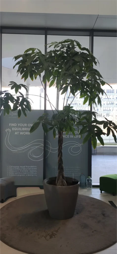 Arbore decorativ de interior Pachira Aquatica, înalt, cu trunchi împletit și coroană bogată, plantat într-un ghiveci Lechuza modern gri, pe un covor rotund.