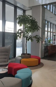 Pachira: echilibru tropical, frunziș elegant și simbol al prosperității Vedere de ansamblu a unui lobby de birouri modern, cu un arbore Pachira Aquatica central, înconjurat de piese rotunde de mobilier colorate,