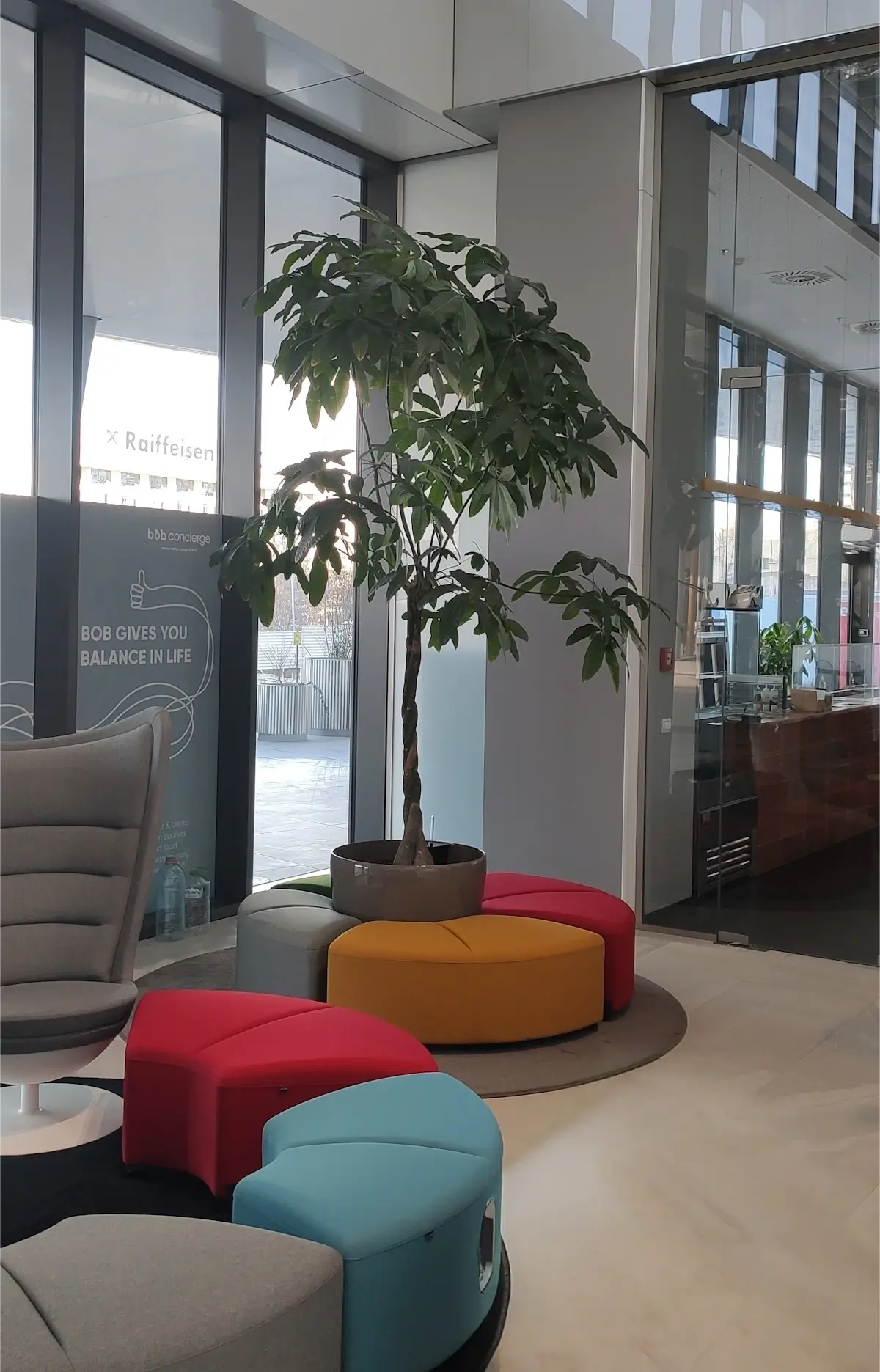 Vedere de ansamblu a unui lobby de birouri modern, cu un arbore Pachira Aquatica central, înconjurat de piese rotunde de mobilier colorate,