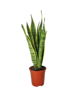 Sansevieria trifasciata în ghiveci