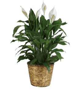 Spathiphyllum wallisii în ghiveci