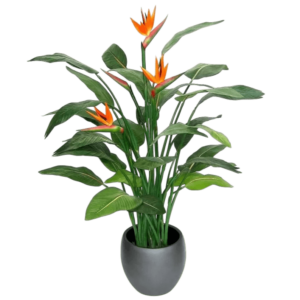 Plantă Strelitzia în ghiveci