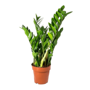 Zamioculcas Zamiifolia în ghvieci