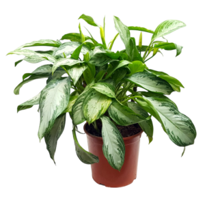 aglaonema, plantă în ghiveci