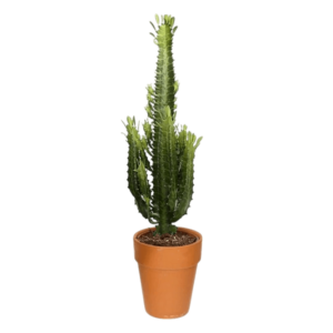 cactus-candelabru în ghiveci
