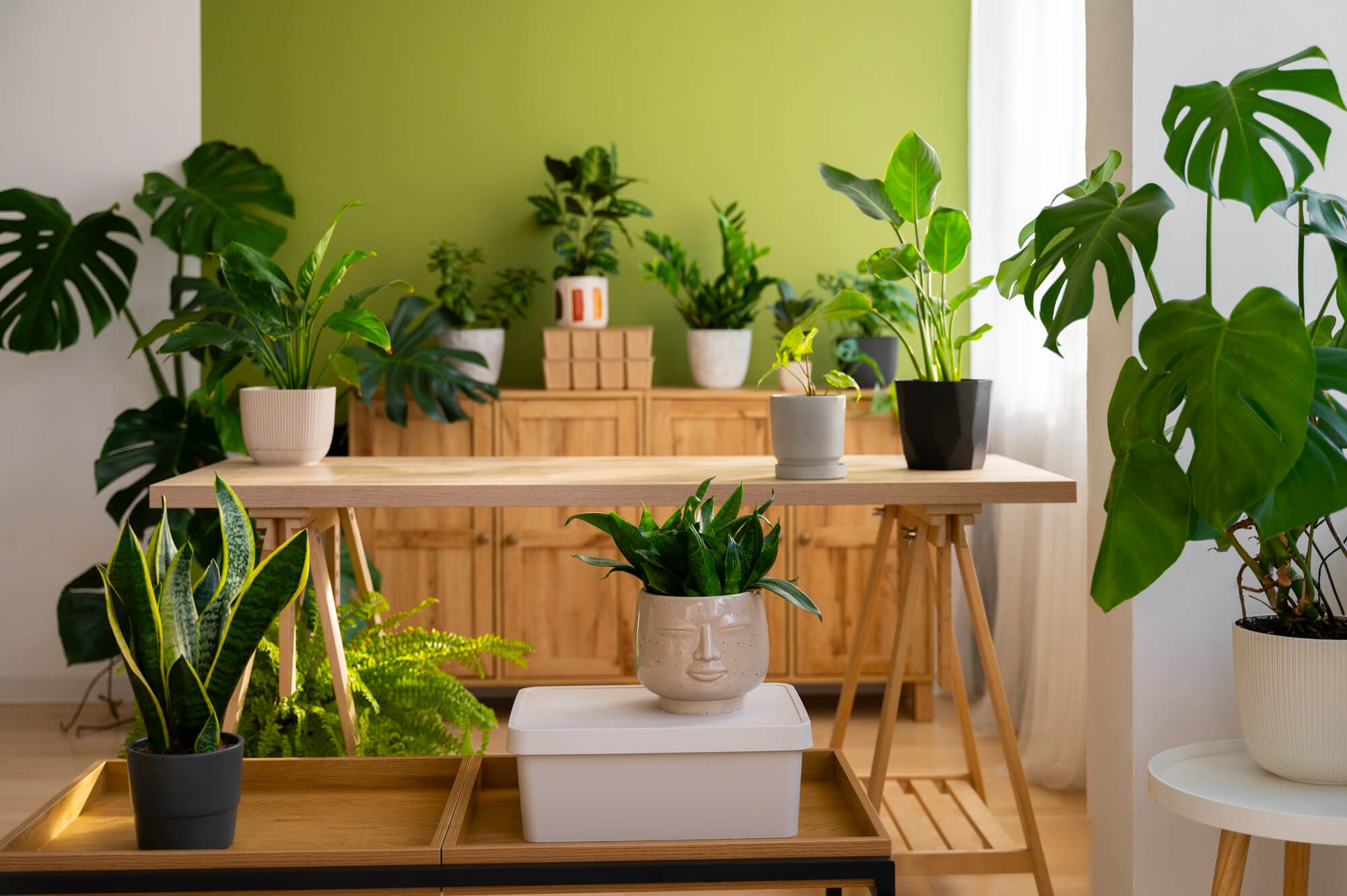 Ghiveci plante: containere plante.