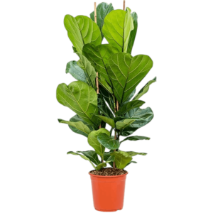 Ficus lyrata în ghiveci