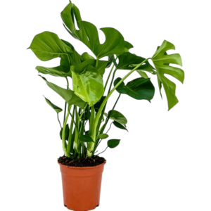 Monstera deliciosa cu frunze perforate