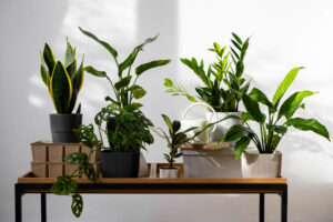 plante recomandate pentru birouri.