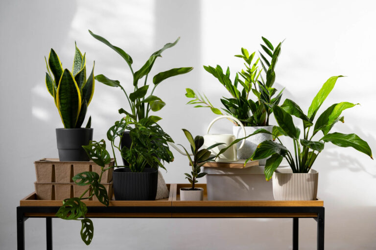 Top 5 plante campioane la purificarea aerului recomandate pentru birouri