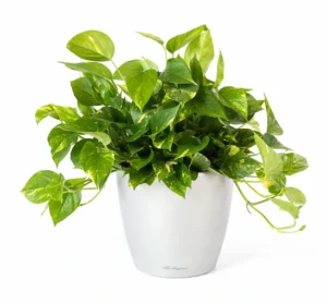 Epipremnum Aureum: Campioana versatilității și liana care nu se predă Plantă Epipremnum aureum (Pothos Auriu) în ghiveci, cu frunze verzi pătate cu galben.