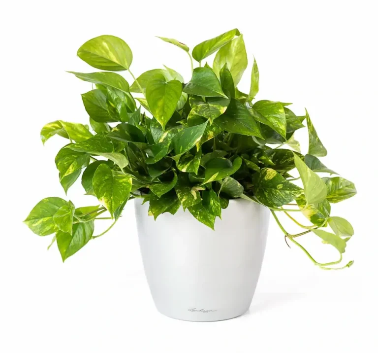 Plantă Epipremnum aureum (Pothos Auriu) în ghiveci, cu frunze verzi pătate cu galben.