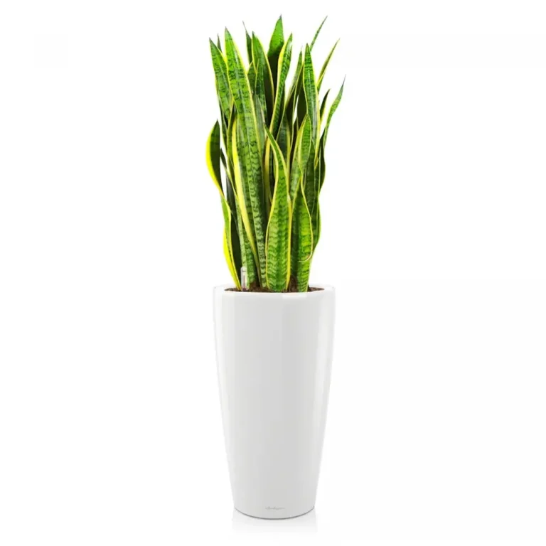Plantă Sansevieria trifasciata cu frunze lungi, verticale, verzi cu margini galbene, într-un ghiveci.