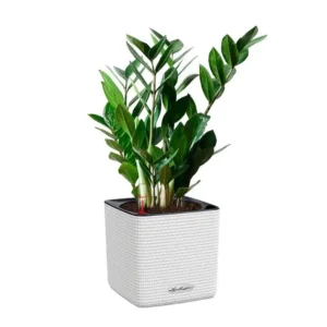 Zamioculcas: rezistență, eleganță și una dintre cele mai ușor de întreținut plante de interior Plantă Zamioculcas zamiifolia (Planta ZZ) în ghiveci, cu tulpini groase și frunze lucioase, verde închis.
