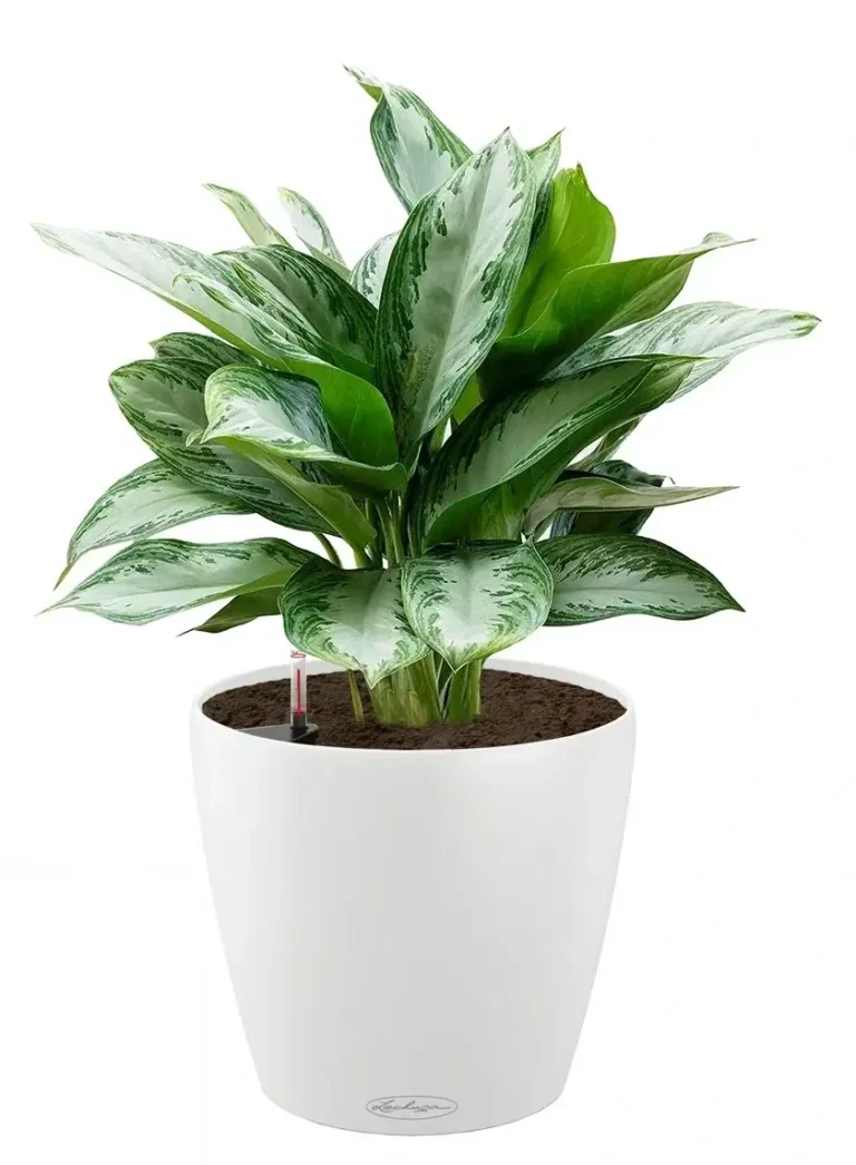 Plantă Aglaonema silver în ghiveci, cu frunze mari, verzi, variate cu alb/argintiu.