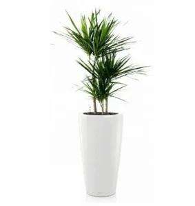 Dracaena: planta elegantă care se adaptează cu ușurință oricărui interior Plantă Dracaena marginata cu tulpini subțiri și frunze înguste, ascuțite, de culoare verde închis, în ghiveci.