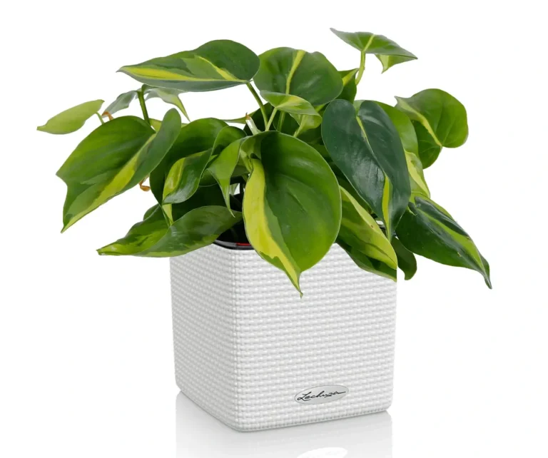 Plantă Philodendron scandens în ghiveci, cu frunze verzi, lucioase, în formă de inimă.
