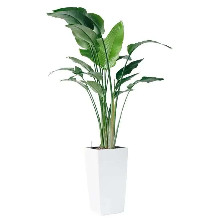 Plantă Strelitzia nicolai înaltă, cu frunze mari, într-un ghiveci decorativ.