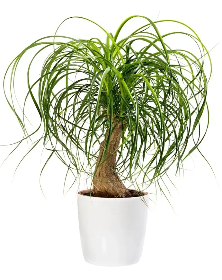 Plantă Beaucarnea recurvata în ghiveci, cu bază bulboasă și frunze lungi, subțiri, curbate, care cad în cascadă.