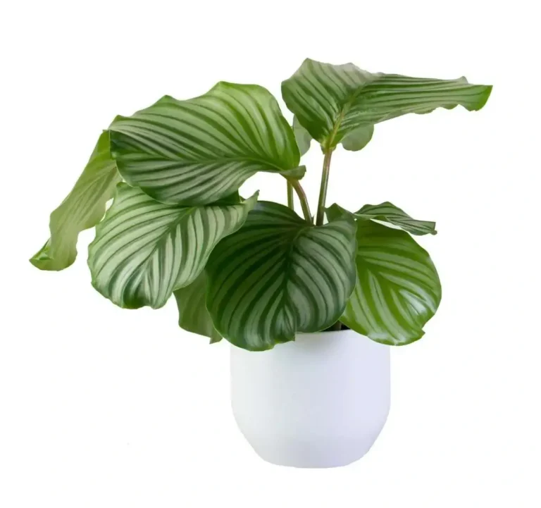 Plantă Calathea orbifolia în ghiveci, cu frunze mari, rotunde.