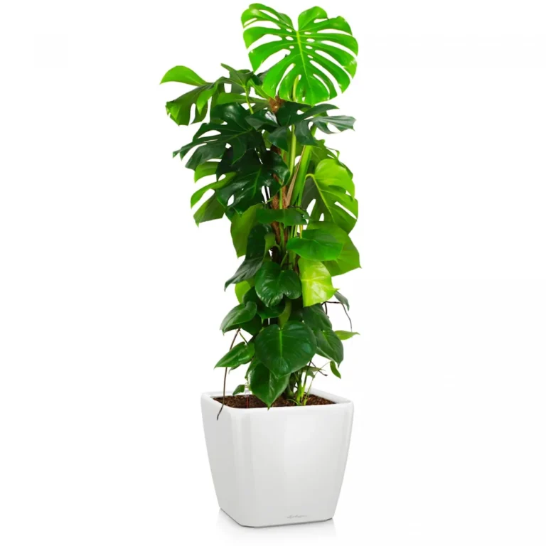 Plantă Monstera deliciosa în ghiveci, cu frunze mari, verzi și perforate, pe fundal alb.