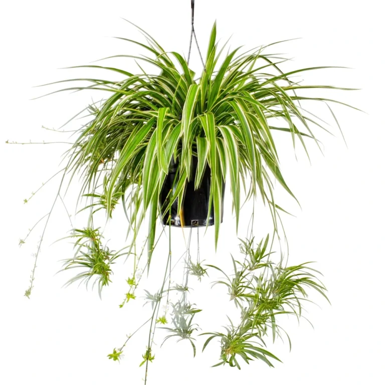 Plantă Chlorophytum comosum (Planta Păianjen) în ghiveci suspendat, cu frunze lungi, verzi cu alb și "puișori" atârnând.