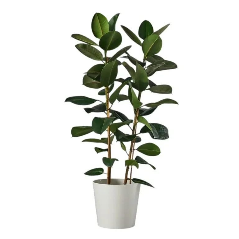 Plantă Ficus elastica în ghiveci, cu frunze mari, ovale, lucioase, de culoare verde închis.